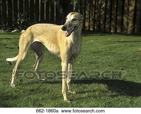 Greyhound standing in a field View Large Photo Image Stock Image - Greyhound standing in a field. Fotosearch