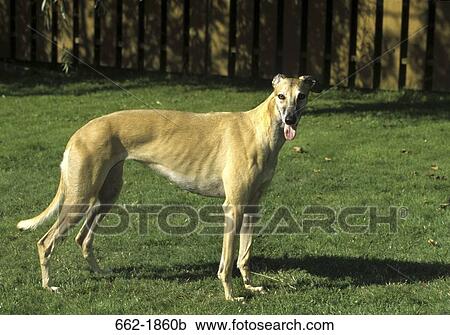 Stock Image - Greyhound standing in a field. Fotosearch
