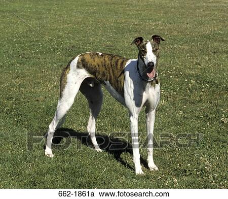 Greyhound standing in a field View Large Photo Image Stock Image - Greyhound standing in a field. Fotosearch