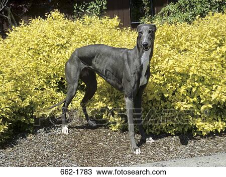 Greyhound standing in a lawn View Large Photo Image Stock Image - Greyhound standing in a lawn. Fotosearch