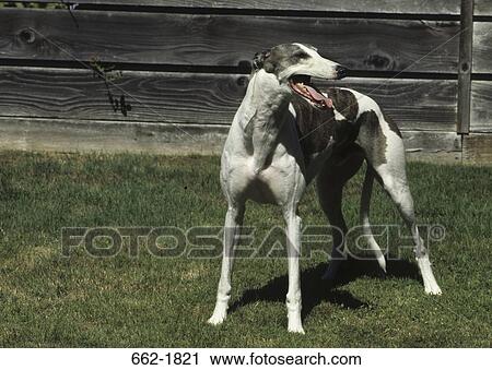 Greyhound standing with its tongue out View Large Photo Image Stock Image - Greyhound standing with its tongue out. Fotosearch