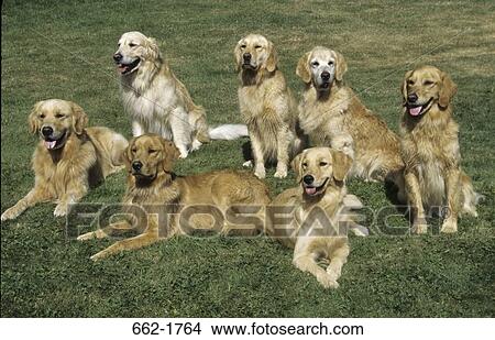 Picture - Group of Golden Retrievers sitting in a field. Fotosearch