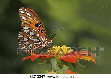 Stock Photo - Gulf Fritillary butterfly (Agraulis vanillae) pollinating a flower. Fotosearch