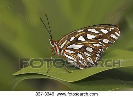 Gulf Fritillary butterfly (Agraulis vanillae) on a leaf View Large Photo Image Stock Photograph - Gulf Fritillary butterfly (Agraulis vanillae) on a leaf. Fotosearch