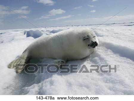 Harp seal (Phoca groenlandica) lying on snow, Greenland View Large Photo Image Stock Image - Harp seal (Phoca groenlandica) lying on snow, Greenland. Fotosearch