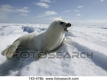 Harp seal (Phoca groenlandica) lying on snow, Greenland View Large Photo Image Stock Image - Harp seal (Phoca groenlandica) lying on snow, Greenland. Fotosearch