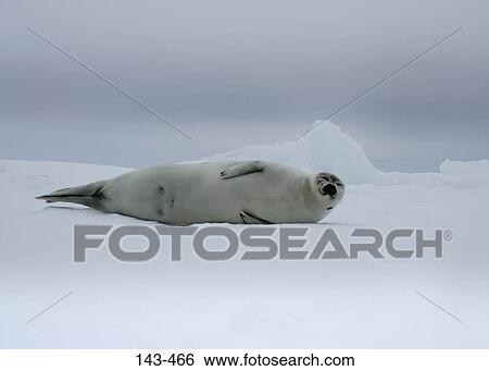 Harp seal (Phoca groenlandica) lying on snow, Greenland View Large Photo Image Stock Photograph - Harp seal (Phoca groenlandica) lying on snow, Greenland. Fotosearch