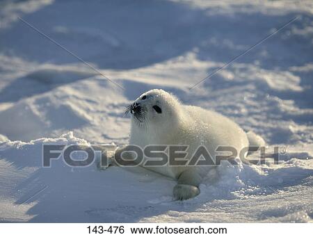 Harp seal (Phoca groenlandica) lying on snow, Greenland View Large Photo Image Stock Photograph - Harp seal (Phoca groenlandica) lying on snow, Greenland. Fotosearch