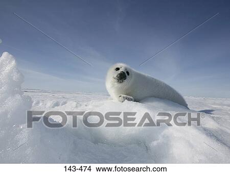 Harp seal pup (Phoca groenlandica) lying on snow, Greenland View Large Photo Image Picture - Harp seal pup (Phoca groenlandica) lying on snow, Greenland. Fotosearch