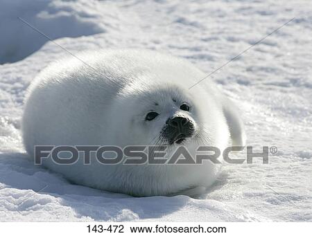 Harp seal pup (Phoca groenlandica) lying on snow, Greenland View Large Photo Image Stock Image - Harp seal pup (Phoca groenlandica) lying on snow, Greenland. Fotosearch