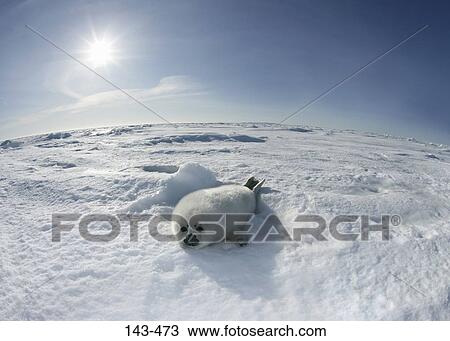 Harp seal pup (Phoca groenlandica) lying on snow, Greenland View Large Photo Image Stock Image - Harp seal pup (Phoca groenlandica) lying on snow, Greenland. Fotosearch