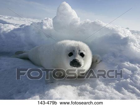 Harp seal pup (Phoca groenlandica) lying on snow, Greenland View Large Photo Image Stock Image - Harp seal pup (Phoca groenlandica) lying on snow, Greenland. Fotosearch