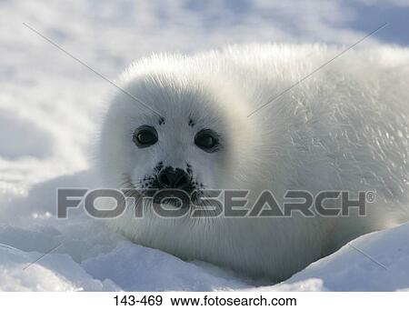 Harp seal pup (Phoca groenlandica) lying on snow, Greenland View Large Photo Image Stock Photo - Harp seal pup (Phoca groenlandica) lying on snow, Greenland. Fotosearch