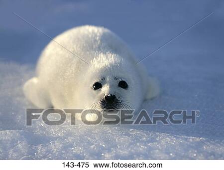 Harp seal pup (Phoca groenlandica) lying on snow, Greenland View Large Photo Image Stock Photography - Harp seal pup (Phoca groenlandica) lying on snow, Greenland. Fotosearch