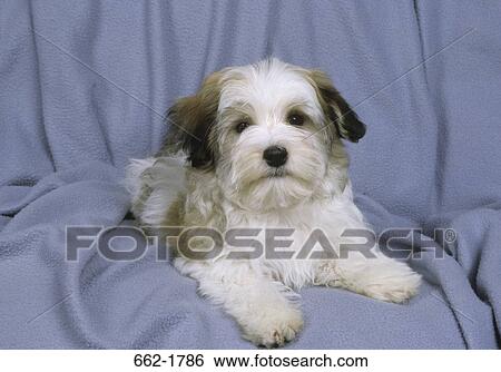 Havanese dog sitting on a couch View Large Photo Image Stock Photograph - Havanese dog sitting on a couch. Fotosearch
