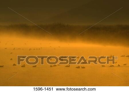 Herd of animals in a field, Lower Klamath National Wildlife Refuge, Klamath Basin, California, USA View Large Photo Image Stock Image - Herd of animals in a field, Lower Klamath National Wildlife Refuge, Klamath Basin, California, USA. Fotosearch