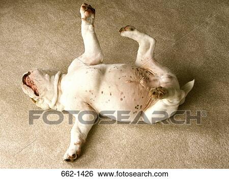 High angle view of a English Bulldog lying on the floor View Large Photo Image Stock Photograph - High angle view of a English Bulldog lying on the floor. Fotosearch