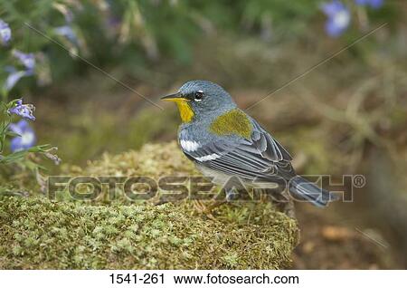 High angle view of a Northern parula (Parula americana) View Large Photo Image Stock Image - High angle view of a Northern parula (Parula americana). Fotosearch