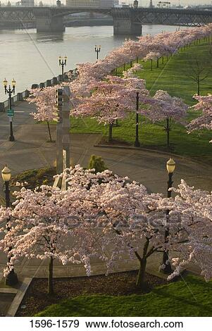 High angle view of a park, Tom McCall Waterfront Park, Portland, Oregon, USA View Large Photo Image Stock Photo - High angle view of a park, Tom McCall Waterfront Park, Portland, Oregon, USA. Fotosearch