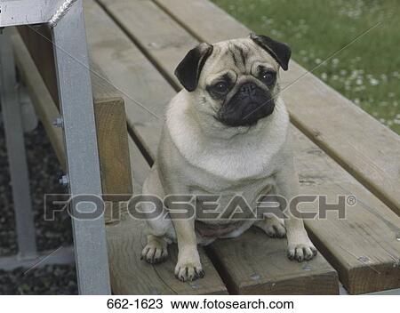 High angle view of a Pug sitting on a bench View Large Photo Image Stock Image - High angle view of a Pug sitting on a bench. Fotosearch