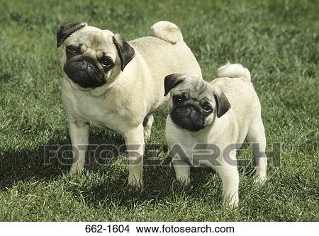 High angle view of a Pug standing with its young View Large Photo Image Picture - High angle view of a Pug standing with its young. Fotosearch