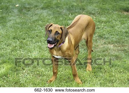 High angle view of a Rhodesian Ridgeback panting View Large Photo Image Stock Image - High angle view of a Rhodesian Ridgeback panting. Fotosearch