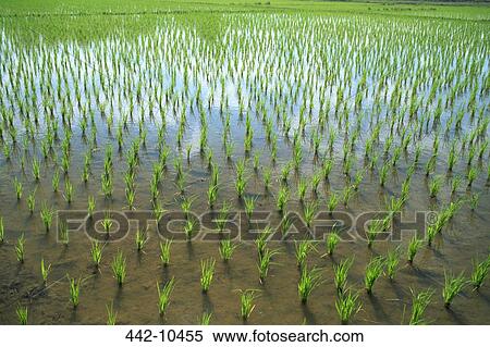 High angle view of a rice field, Chiang Mai, Chiang Mai Province, Thailand View Large Photo Image Stock Photography - High angle view of a rice field, Chiang Mai, Chiang Mai Province, Thailand. Fotosearch