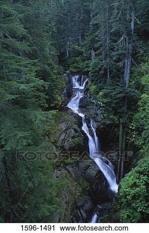 High angle view of a waterfall in a forest, Deer Creek Falls, Mt Rainier National Park, Washington State, USA View Large Photo Image Stock Image - High angle view of a waterfall in a forest, Deer Creek Falls, Mt Rainier National Park, Washington State, USA. Fotosearch