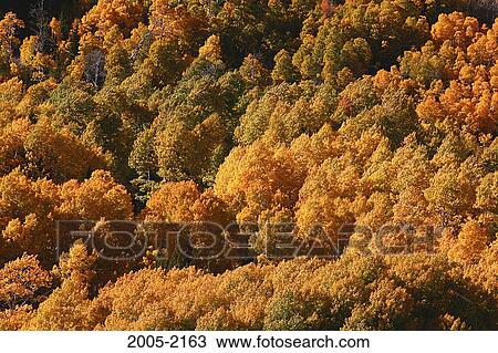 High angle view of Aspen trees in a forest, Carson Peak, Californian Sierra Nevada, California, USA View Large Photo Image Stock Image - High angle view of Aspen trees in a forest, Carson Peak, Californian Sierra Nevada, California, USA. Fotosearch