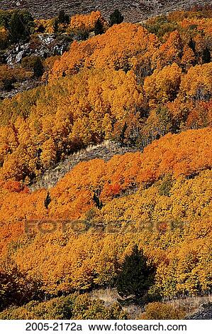 High angle view of Aspen trees in a forest, Carson Peak, Californian Sierra Nevada, California, USA View Large Photo Image Stock Image - High angle view of Aspen trees in a forest, Carson Peak, Californian Sierra Nevada, California, USA. Fotosearch
