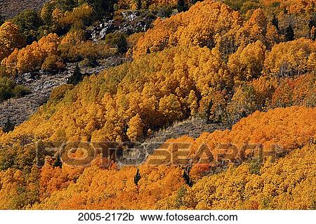 High angle view of Aspen trees in a forest, Carson Peak, Californian Sierra Nevada, California, USA View Large Photo Image Stock Image - High angle view of Aspen trees in a forest, Carson Peak, Californian Sierra Nevada, California, USA. Fotosearch
