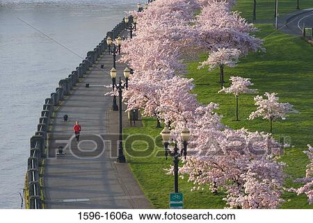 High angle view of Cherry Blossom tree in park, Tom McCall Waterfront Park, Portland, Oregon, USA View Large Photo Image Stock Image - High angle view of Cherry Blossom tree in park, Tom McCall Waterfront Park, Portland, Oregon, USA. Fotosearch