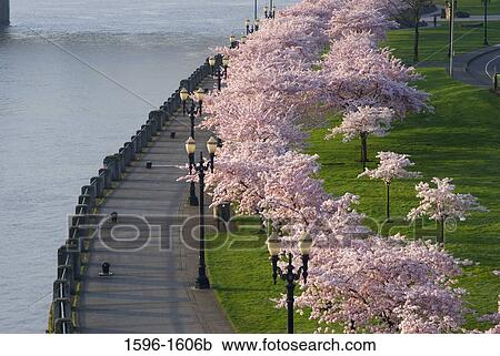 High angle view of Cherry Blossom tree in park, Tom McCall Waterfront Park, Portland, Oregon, USA View Large Photo Image Stock Image - High angle view of Cherry Blossom tree in park, Tom McCall Waterfront Park, Portland, Oregon, USA. Fotosearch