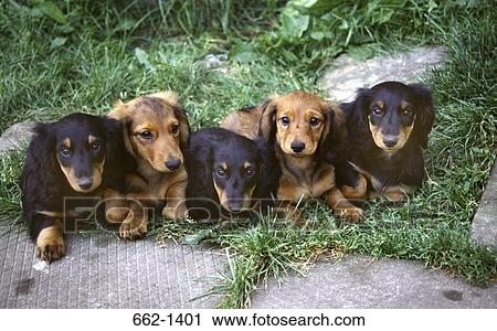 High angle view of Dachshund dogs sitting in a field View Large Photo Image Stock Image - High angle view of Dachshund dogs sitting in a field. Fotosearch
