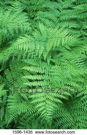 Stock Photography - High angle view of ferns. Fotosearch