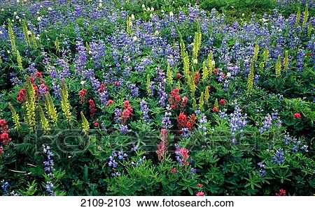 High angle view of flowers in a field, Paradise Park, Mt Hood, Oregon, USA View Large Photo Image Stock Image - High angle view of flowers in a field, Paradise Park, Mt Hood, Oregon, USA. Fotosearch