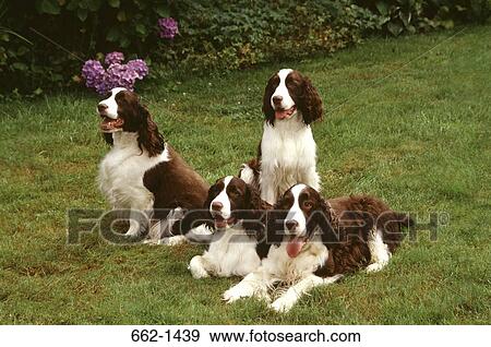High angle view of four English Springer Spaniel dogs in a lawn View Large Photo Image Stock Photo - High angle view of four English Springer Spaniel dogs in a lawn. Fotosearch