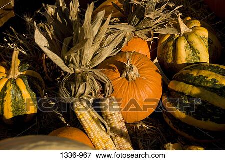 High angle view of pumpkins and corns View Large Photo Image Stock Photo - High angle view of pumpkins and corns. Fotosearch