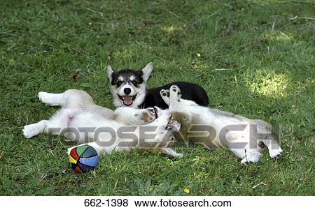 High angle view of three Pembroke Welsh Corgis in a lawn View Large Photo Image Stock Photo - High angle view of three Pembroke Welsh Corgis in a lawn. Fotosearch