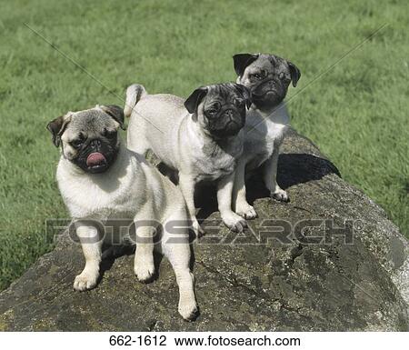 High angle view of three Pugs on a rock View Large Photo Image Stock Image - High angle view of three Pugs on a rock. Fotosearch