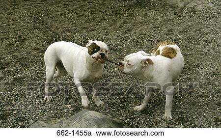 High angle view of two Old English Bulldogs fighting View Large Photo Image Stock Image - High angle view of two Old English Bulldogs fighting. Fotosearch