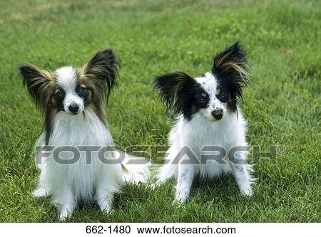 High angle view of two Papillons sitting in a park View Large Photo Image Stock Image - High angle view of two Papillons sitting in a park. Fotosearch