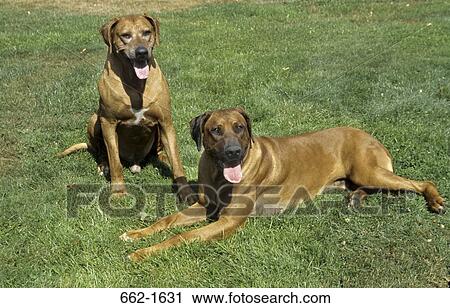 High angle view of two Rhodesian Ridgebacks panting View Large Photo Image Stock Image - High angle view of two Rhodesian Ridgebacks panting. Fotosearch