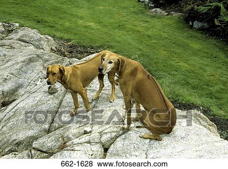 High angle view of two Rhodesian Ridgebacks on rocks View Large Photo Image Stock Photo - High angle view of two Rhodesian Ridgebacks on rocks. Fotosearch