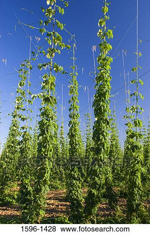 Stock Photo - Hop crop in a field, Marion County, Oregon, USA. Fotosearch