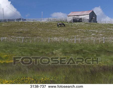 Horse grazing in a ranch, Ushuaia, Beagle Channel, Tierra del Fuego, Argentina View Large Photo Image Stock Photo - Horse grazing in a ranch, Ushuaia, Beagle Channel, Tierra del Fuego, Argentina. Fotosearch