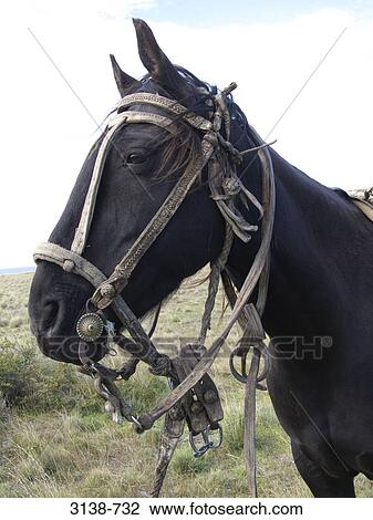 Horse standing in a field, Patagonia, Argentina View Large Photo Image Stock Image - Horse standing in a field, Patagonia, Argentina. Fotosearch