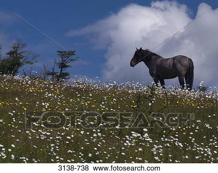 Stock Photo - Horse standing in a field, Ushuaia, Beagle Channel, Tierra del Fuego, Argentina. Fotosearch