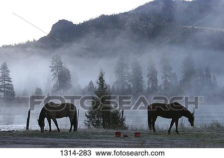 Horses grazing in fog covered field, Montana, USA View Large Photo Image Stock Image - Horses grazing in fog covered field, Montana, USA. Fotosearch