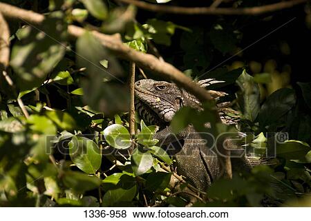 Iguana on a plant, St. Thomas, US Virgin Islands View Large Photo Image Stock Photo - Iguana on a plant, St. Thomas, US Virgin Islands. Fotosearch